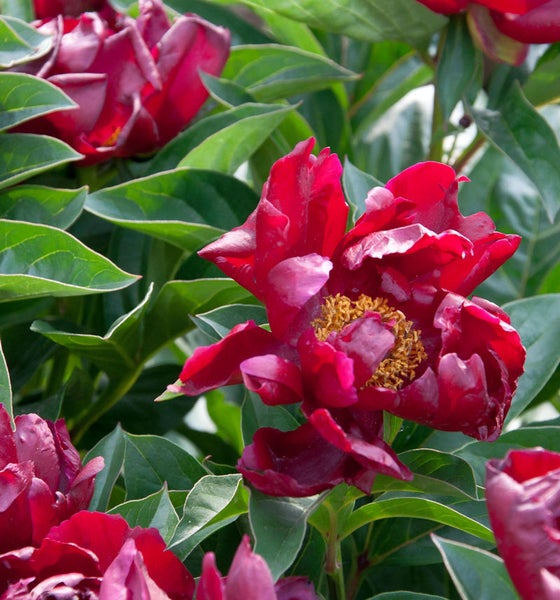 Nahaufnahme von roten Pfingstrosenblüten mit grünen Blättern