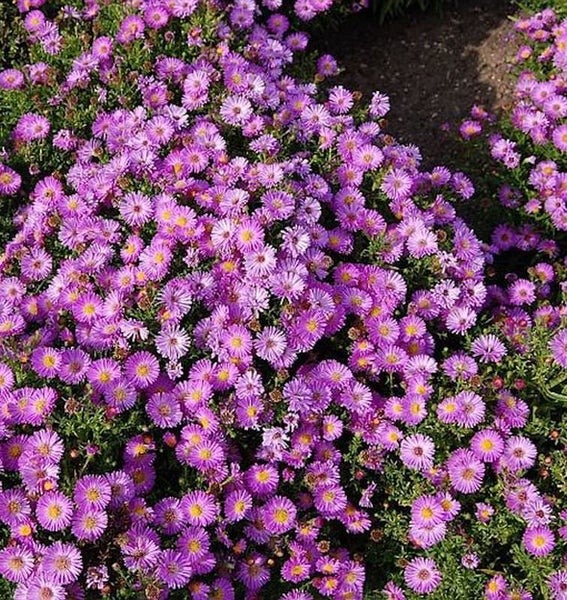 Nahaufnahme von lila Herbstastern im Gartenbeet.