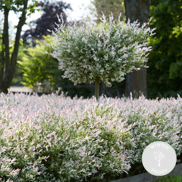 Bloomique - Salix Flamingo - Harlekinweide - Winterharte Balkonpflanzen - Gartenpflanzen Winterhart - Höhe 60-80 cm - Topf 17 cm