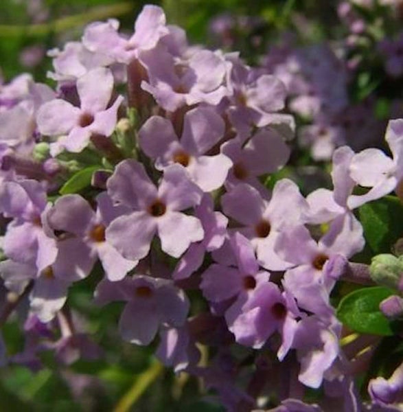Nahaufnahme von duftenden Blasslila-Blüten einer Duftblüte