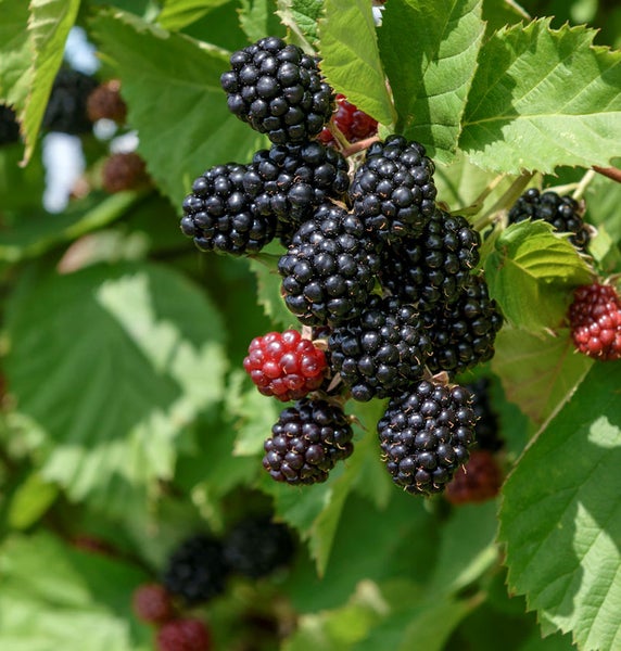 Nahaufnahme von Brombeeren am Strauch