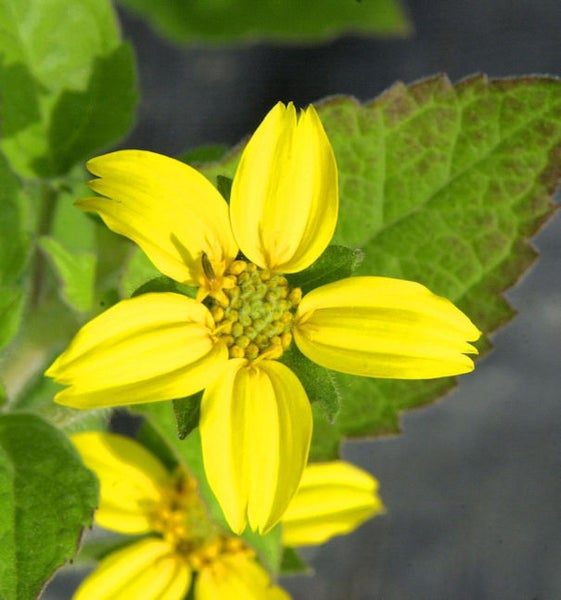 Blüte einer Goldmarie