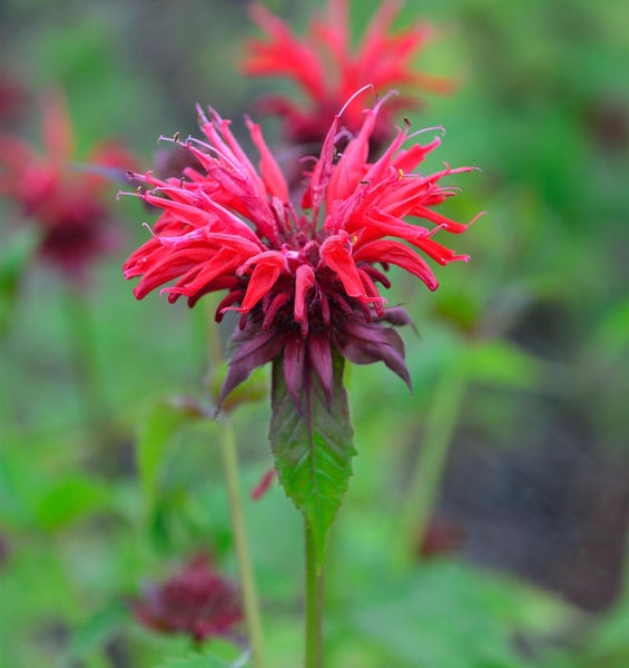Scharlachrote Indianernessel im Garten