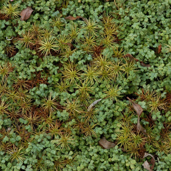 Nahaufnahme von Stachelnüsschen zwischen grünen Blättern im Garten.