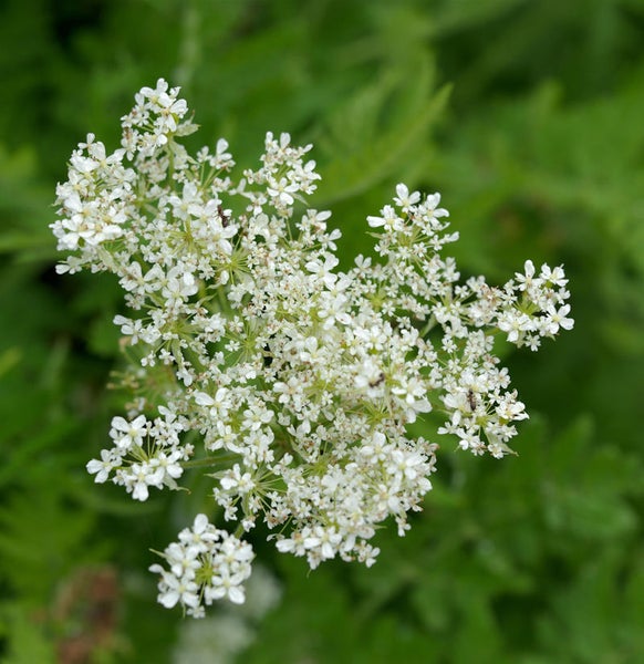Blütenstand mit kleinen weissen Blüten vor grünem Hintergrund