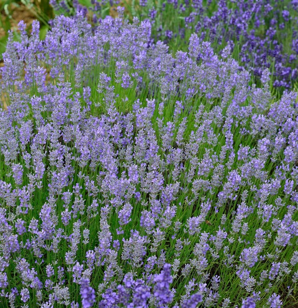 Nahaufnahme eines Lavendelfelds