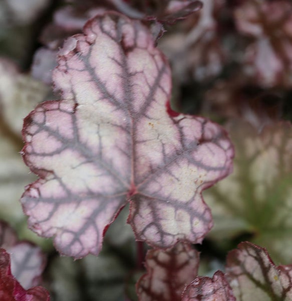 Nahaufnahme eines Purpurglöckchen-Blattes mit dunklen Adern