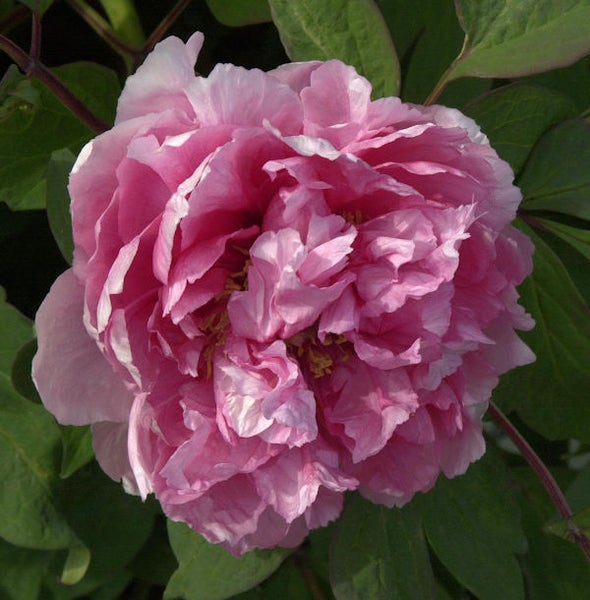 Nahaufnahme einer rosa Pfingstrose