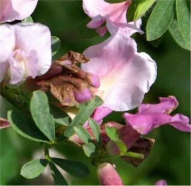 Blüten einer Gartenpflanze