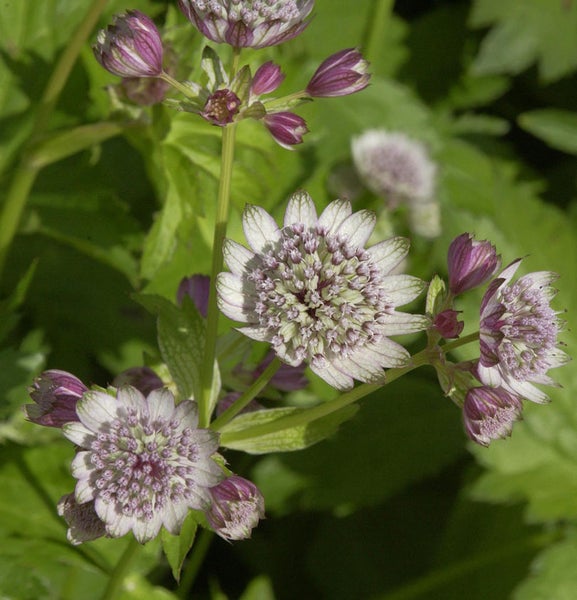 Blütenstand einer Sterndolde im Detail