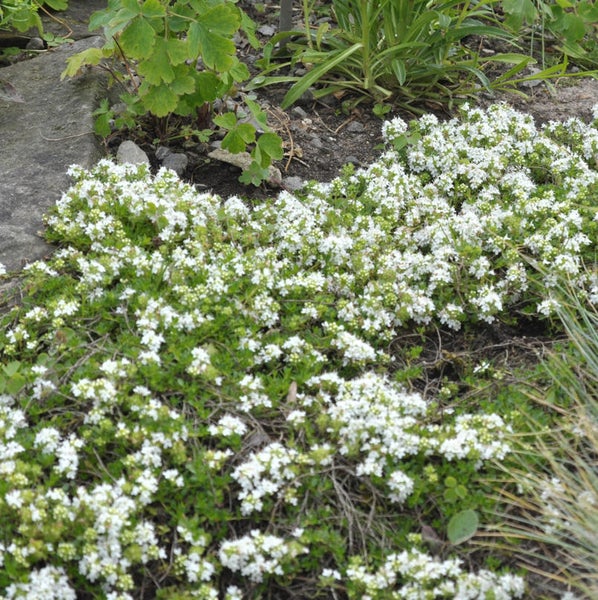 Bodenbedeckende Pflanze mit kleinen weißen Blüten im Gartenbeet.