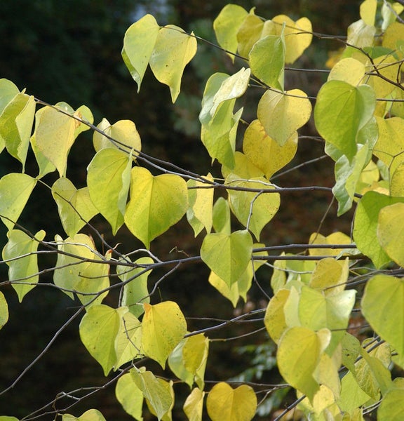 Zweig mit herzförmigen Blättern