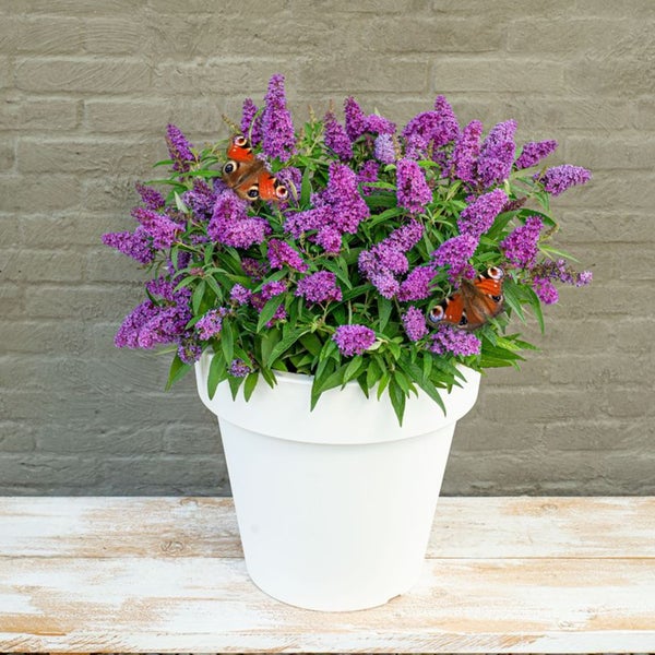 Bloomique - Buddleja Butterfly Little Purple - Schmetterlingsflieder - Gartenpflanzen - Winterhart - 30-40 cm Hoch - Topf 19 cm