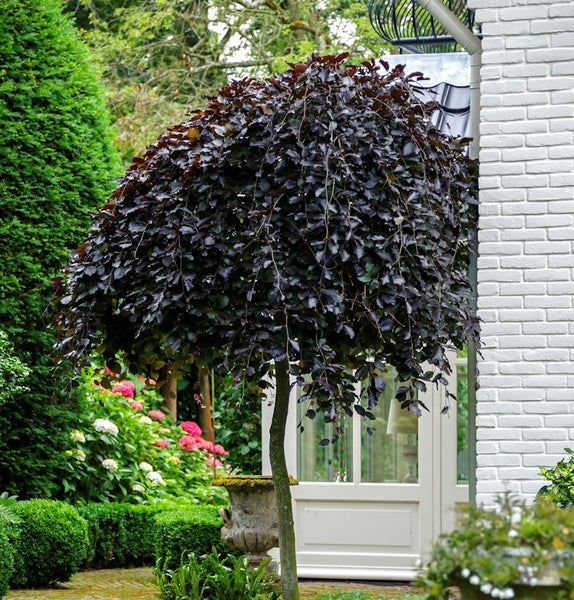 Hängebuche im Garten