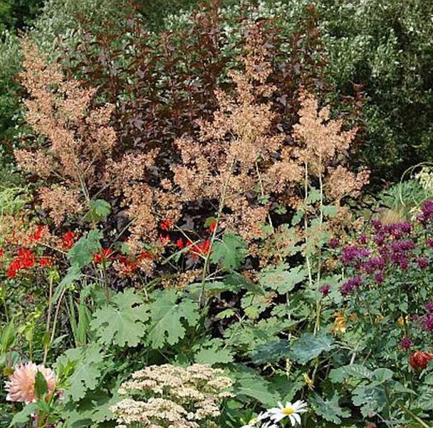 Bunte Blumenvielfalt im Garten mit Astilben und Heuchera