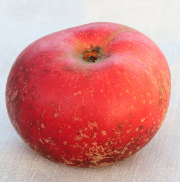 Einzelner roter Apfel