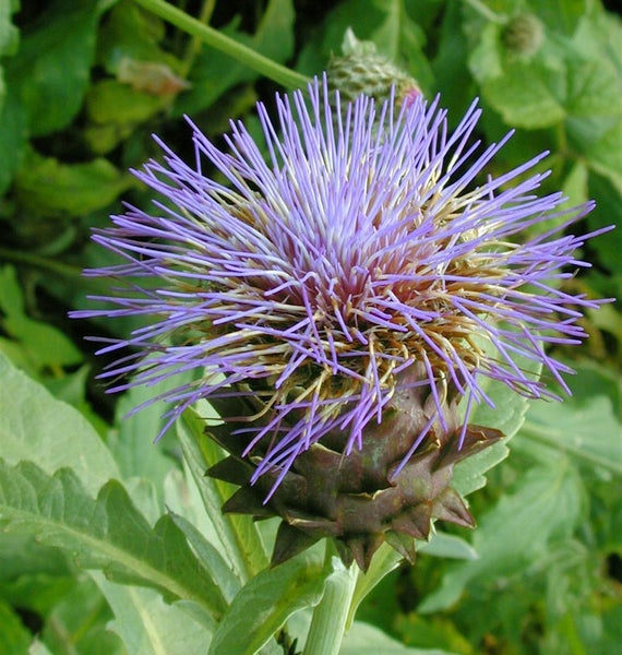 Nahaufnahme einer blühenden Artischocke im Garten.