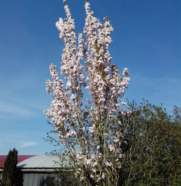 Säulenkirsche im Garten mit rosa Blüten vor blauem Himmel