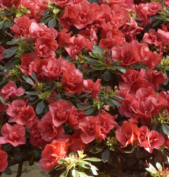 Nahaufnahme einer Azalee mit Blüten