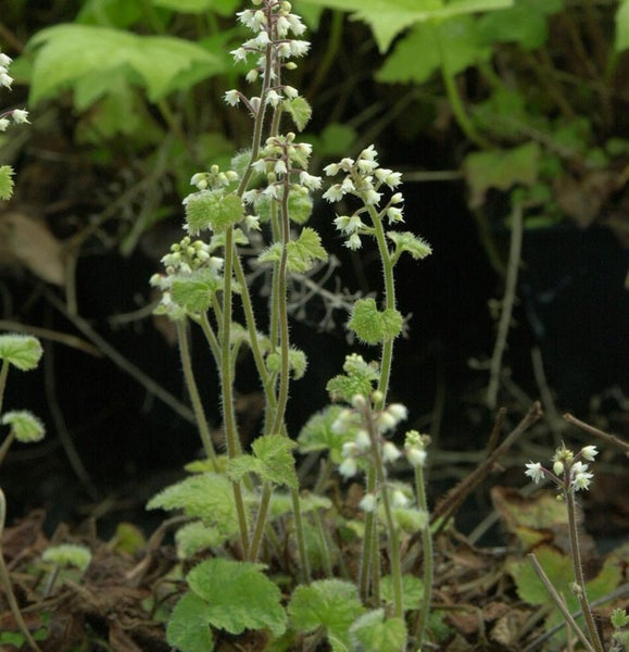 Schaumblüte Pflanze im Garten