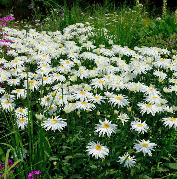 Feld mit Margeritenblüten im Garten