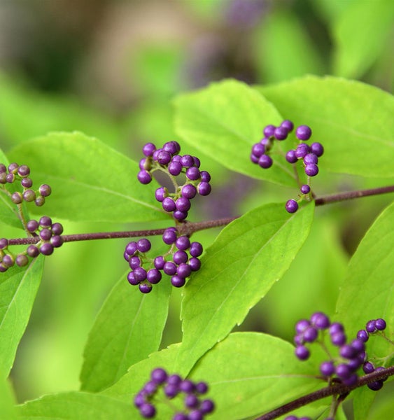 Nahaufnahme von Schönfrucht mit Blättern