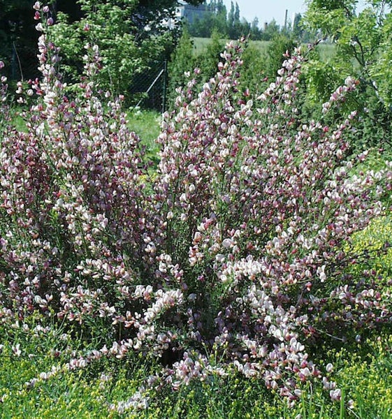 Ginsterstrauch mit Blüten