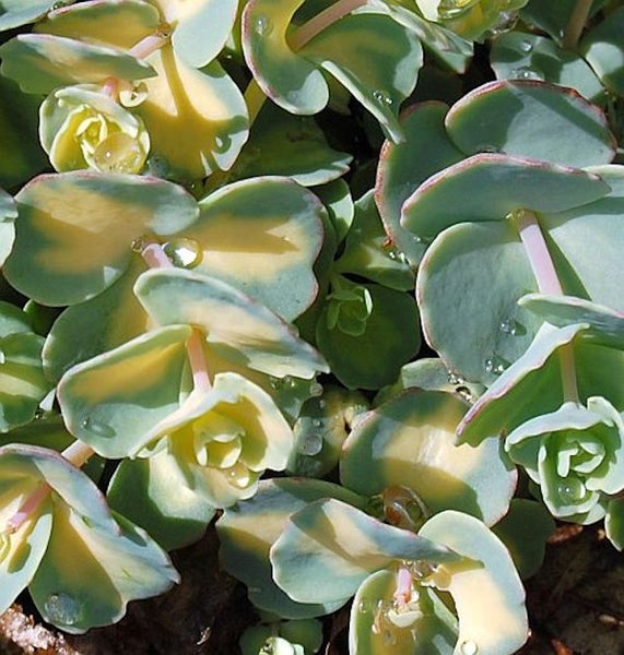 Fetthenne Pflanze mit mehrfarbigen Blättern