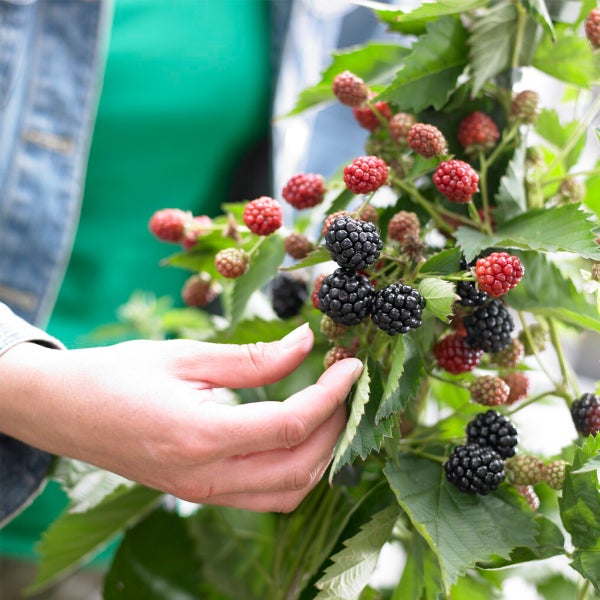 Bloomique - 2x Rubus Fruticosus 'Thornfree' - Brombeerstrauch - Obstpflanzen - Gartenpflanzen - Winterhart - ⌀14 cm - Höhe 60-70 cm