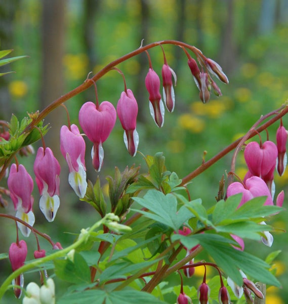 Tränendes Herz Pflanze mit herzförmigen Blüten