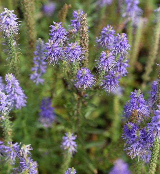 Nahaufnahme von Ehrenpreis Blumen im Garten.