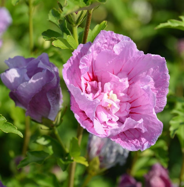 Nahaufnahme einer rosafarbenen Hibiskusblüte im Garten.