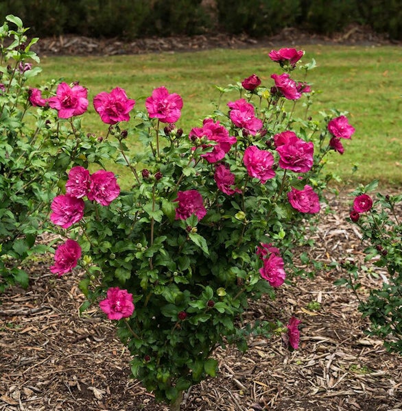 Blühender Hibiskusstrauch im Garten.