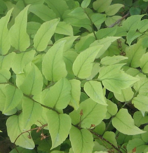 Nahaufnahme von grünen Blättern einer Pflanze.