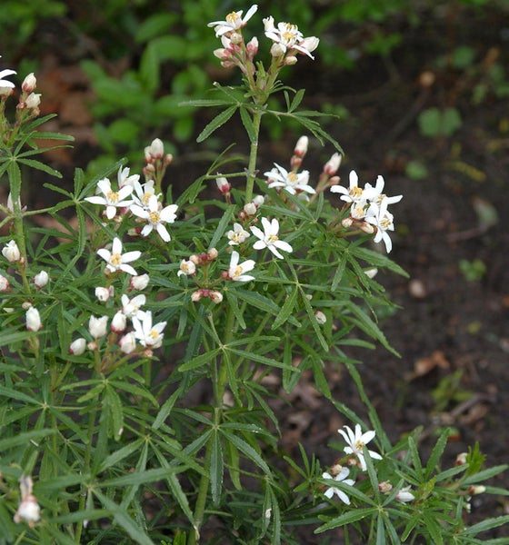 Andromeda polifolia Pflanze mit weißen Blüten und grünen Blättern.
