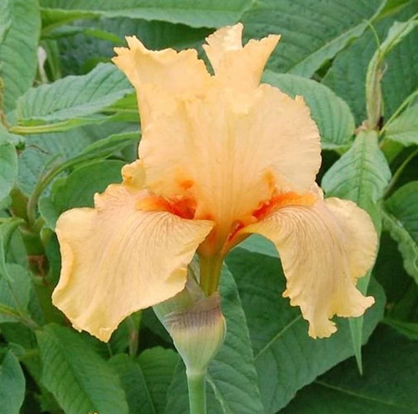 Nahaufnahme einer einzelnen Schwertlilienblüte