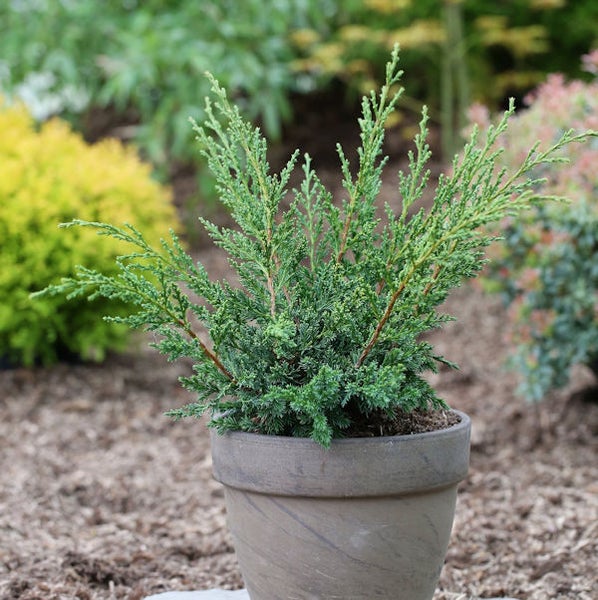Wacholderpflanze im Topf für den Garten