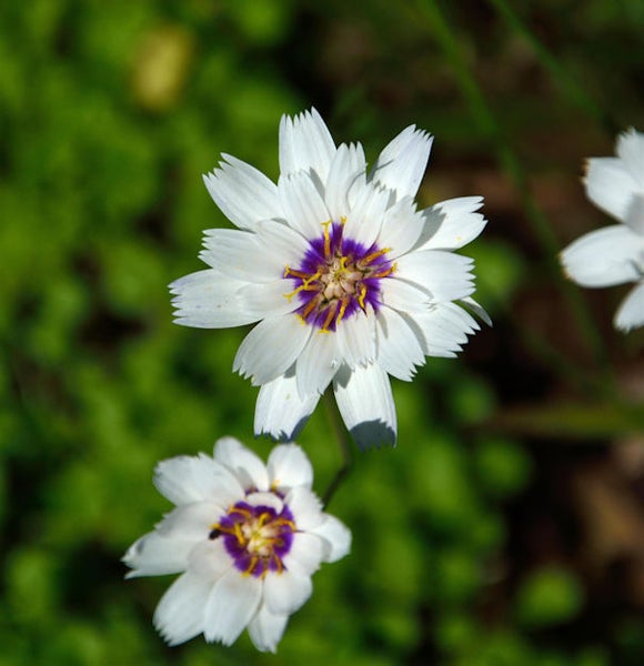 Nahaufnahme von zwei strahlenförmigen Blüten mit weißem Rand und violettem Zentrum