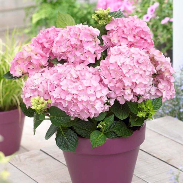 3x Hydrangea Macrophylla 'Early Rosa' - Hortensie - Strauch - Winterherz – ⌀14 cm - ↕30-40 cm