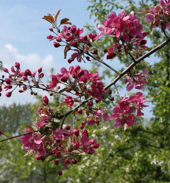 Blühender Zierapfelbaum mit rosa Blüten