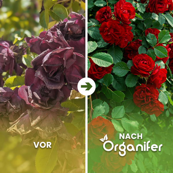 Vorher-Nachher-Vergleich von Rosen mit Organifer