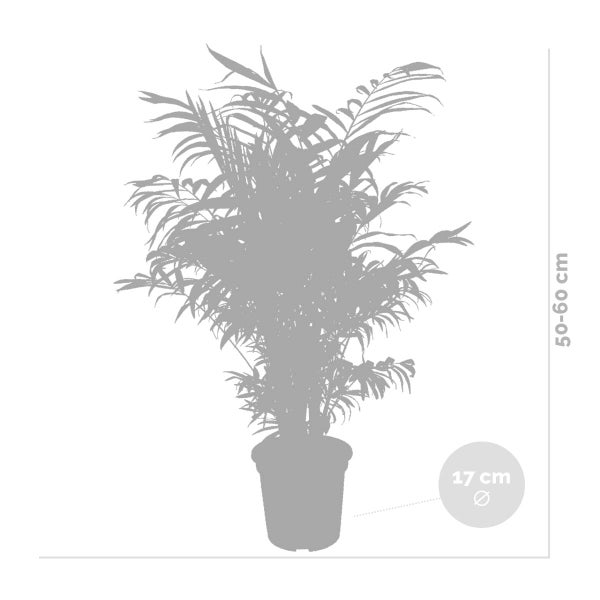 2x Chamaedorea Elegans - Mexikanische Zwergpalme - Zimmerpflanze - Luft reinigend – ⌀17 cm - ↕50-60 cm