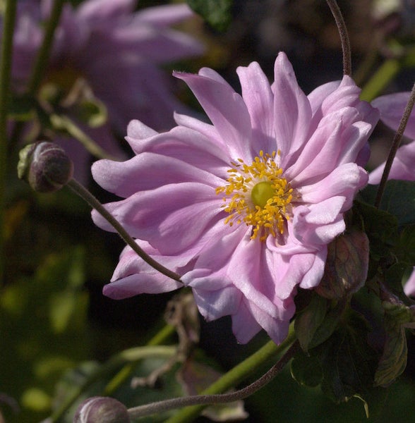 Nahaufnahme einer rosa Herbst-Anemone mit gelben Staubgefäßen.