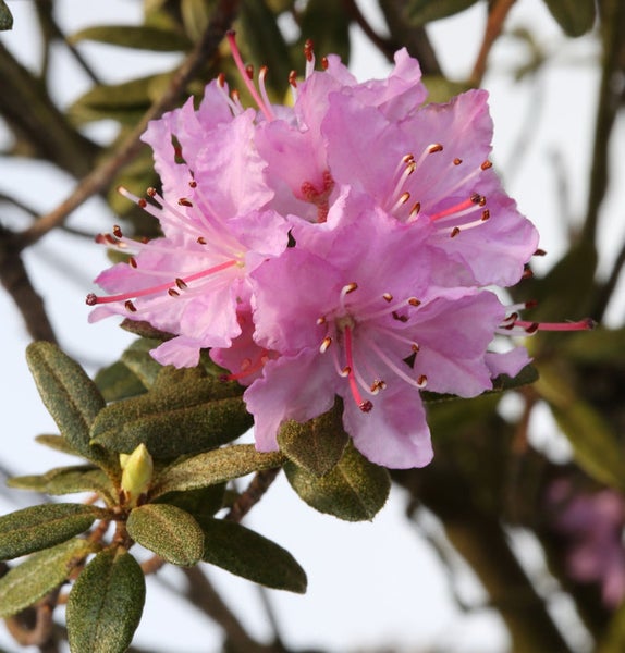 Nahaufnahme einer rosa Rhododendronblüte mit Blättern