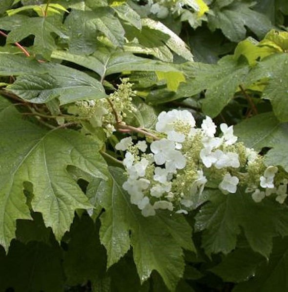 Eichenblättrige Hortensie mit weißen Blüten
