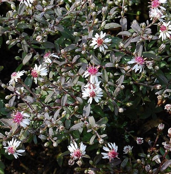 Herbstaster mit weißen Blüten und dunklen Blättern im Garten.