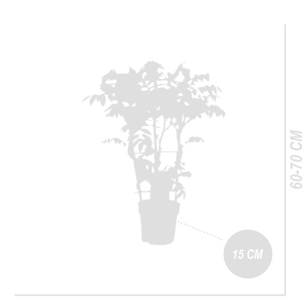 Drei Pendelleuchten aus Bambus über einem Holztisch