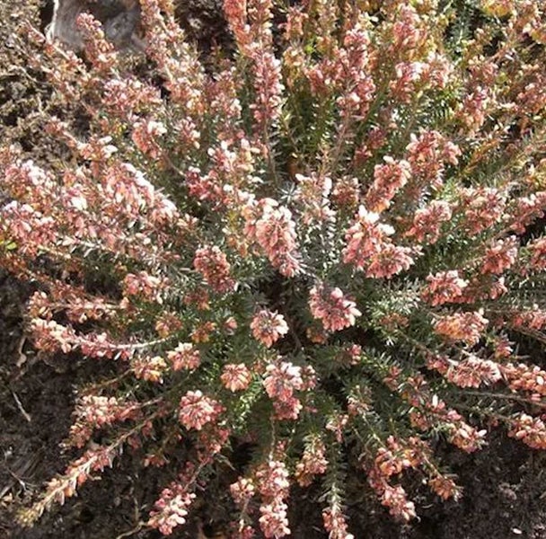 Besenheide Pflanze im Gartenbeet
