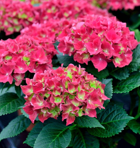 Nahaufnahme von rosa Hortensienblüten mit grünen Blättern