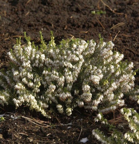 Blühende Schneeheide im Gartenbeet